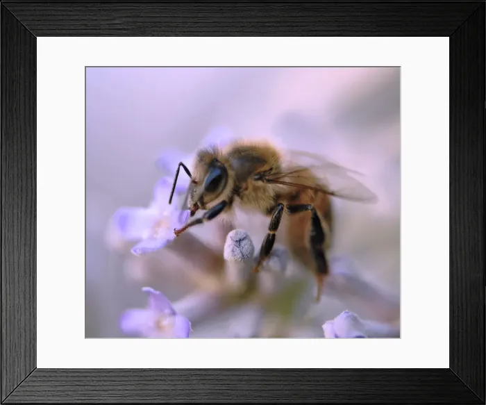 Framed Print : Treading softly on earth
