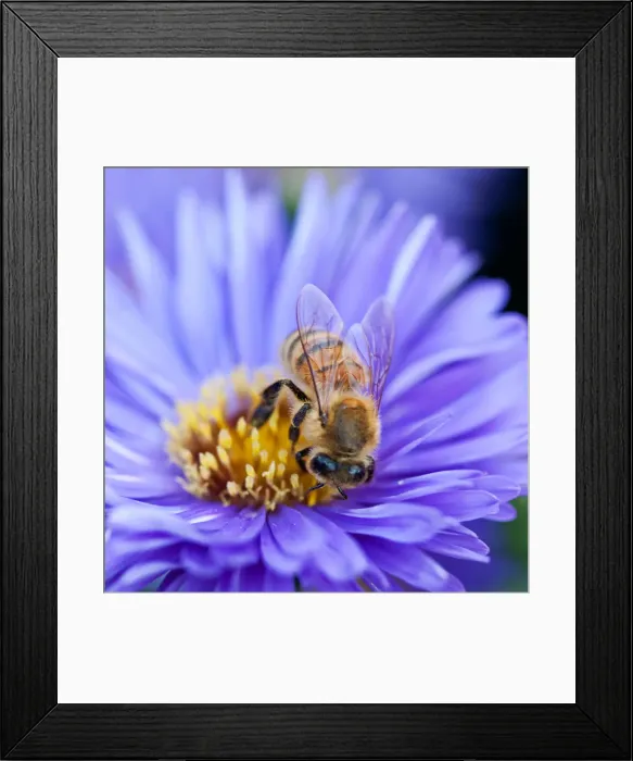 Framed Print : Ahhhh, Asters