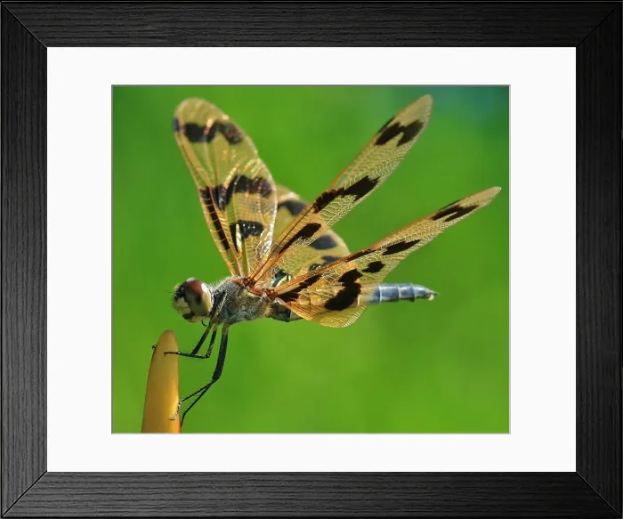 Framed Print : Flutterer Dragonfly Wings