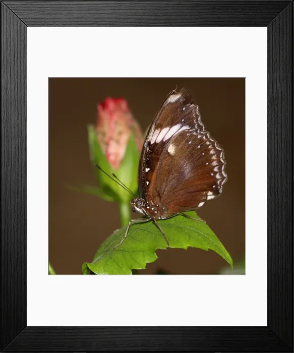 Framed Print : Great common Eggfly Framed Print : Great common Eggfly