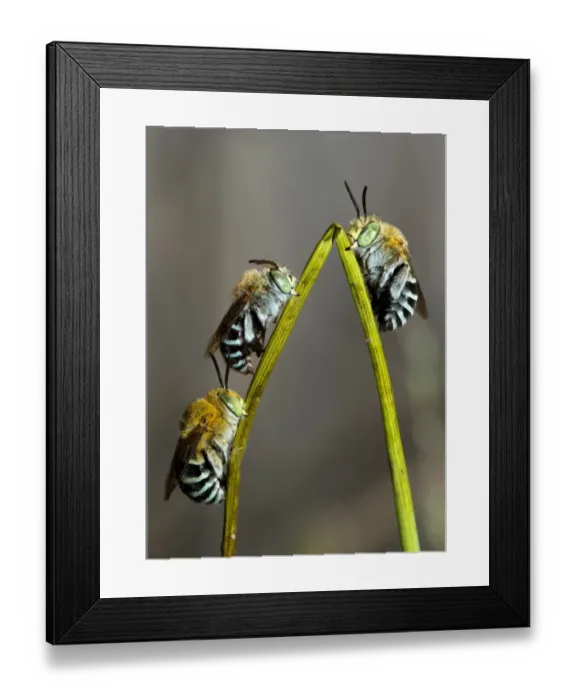 Framed Print : Australian Blue Banded Bees roosting on a twig Framed Print : Australian Blue Banded Bees roosting on a twig