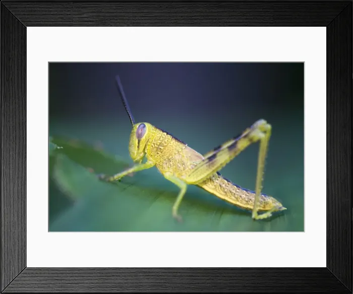 Framed Print : Grasshopper on Leaf Framed Print : Grasshopper on Leaf