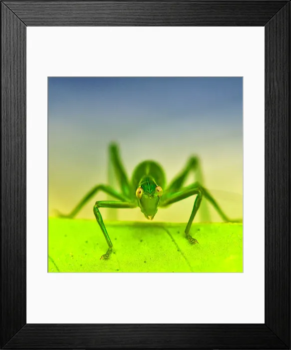 Framed Print : Grass hopper