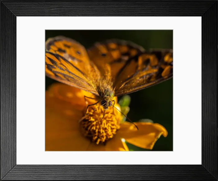 Framed Print : Insects. Australian Views ANIMALS: Insects