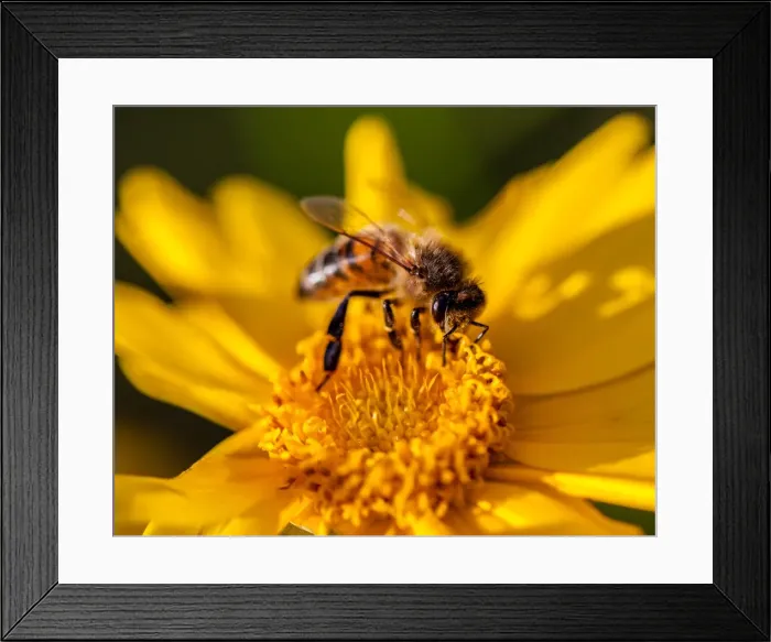 Framed Print : Insects. Australian Views ANIMALS: Insects Framed Print : Insects. Australian Views ANIMALS: Insects