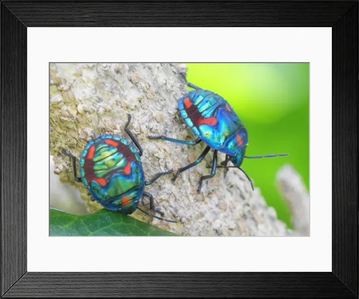 Framed Print : Insects. Australian Views ANIMALS: Insects