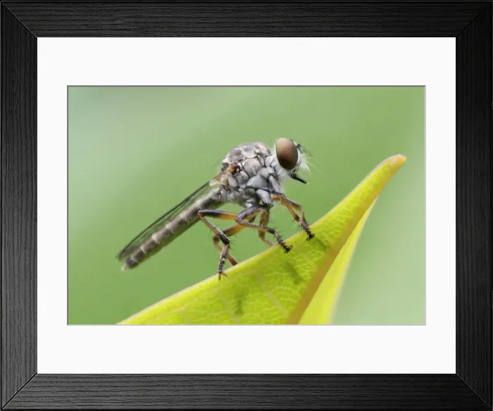 Framed Print : Insects. Australian Views ANIMALS: Insects Framed Print : Insects. Australian Views ANIMALS: Insects