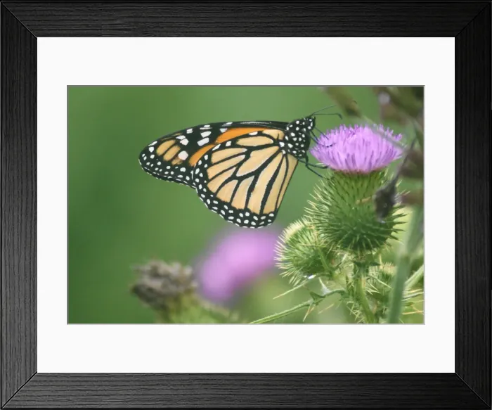 Framed Print : Insects. Australian Views ANIMALS: Insects Framed Print : Insects. Australian Views ANIMALS: Insects