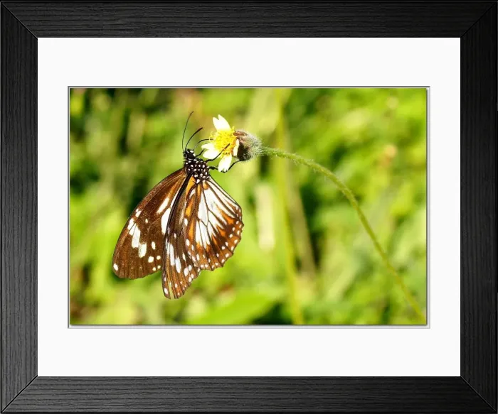 Framed Print : Insects. Australian Views ANIMALS: Insects