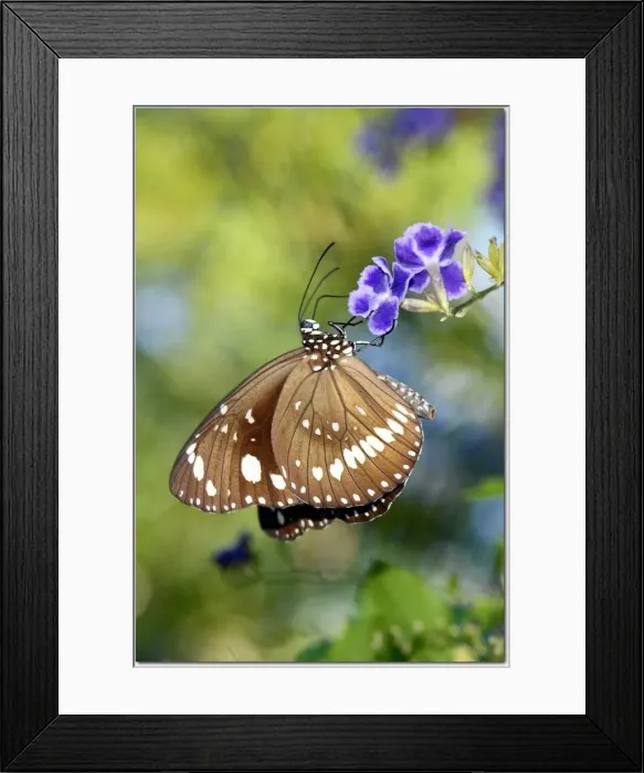 Framed Print : Insects. Australian Views ANIMALS: Insects