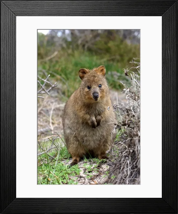 Framed Print : Quokka. A curious friendly little quokka looking at the camera Framed Print : Quokka. A curious friendly little quokka looking at the camera