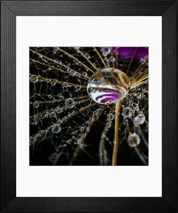 Framed Print : Danelion drop Framed Print : Danelion drop