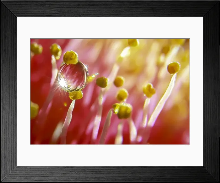 Framed Print : Water droplet on stamens Framed Print : Water droplet on stamens
