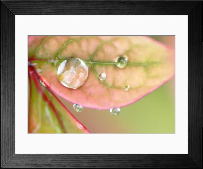Framed Print : Rain on a leaf Framed Print : Rain on a leaf