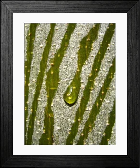 Framed Print : Water Drop Rolling down a Tree Framed Print : Water Drop Rolling down a Tree
