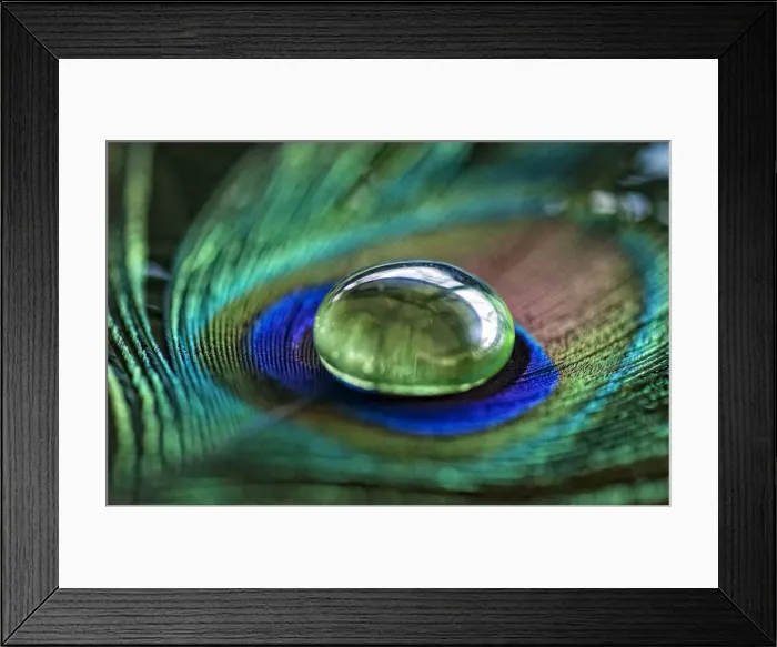 Framed Print : Peacock feather
