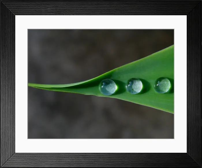 Framed Print : Three drops of water on green leaf Framed Print : Three drops of water on green leaf