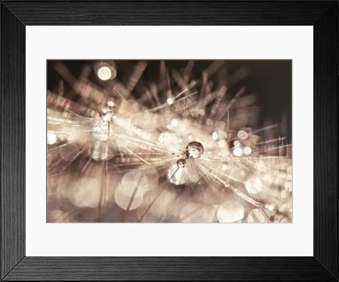 Framed Print : Dandelion with waterdrops