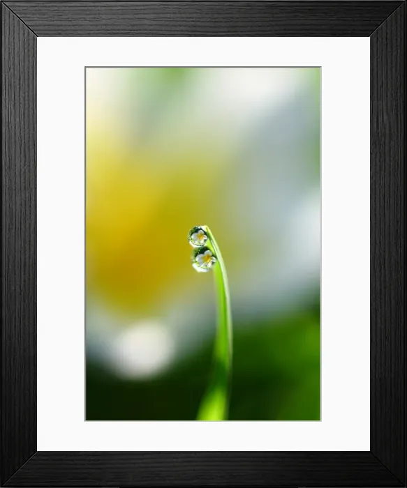 Framed Print : Water droplets on Grass blade Framed Print : Water droplets on Grass blade