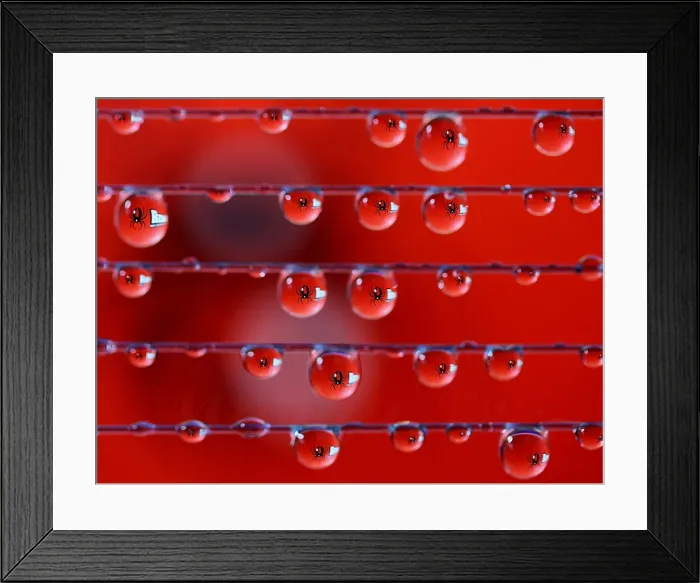 Framed Print : Tinsy winsy spider Framed Print : Tinsy winsy spider