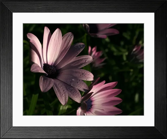 Framed Print : Pink Daisies