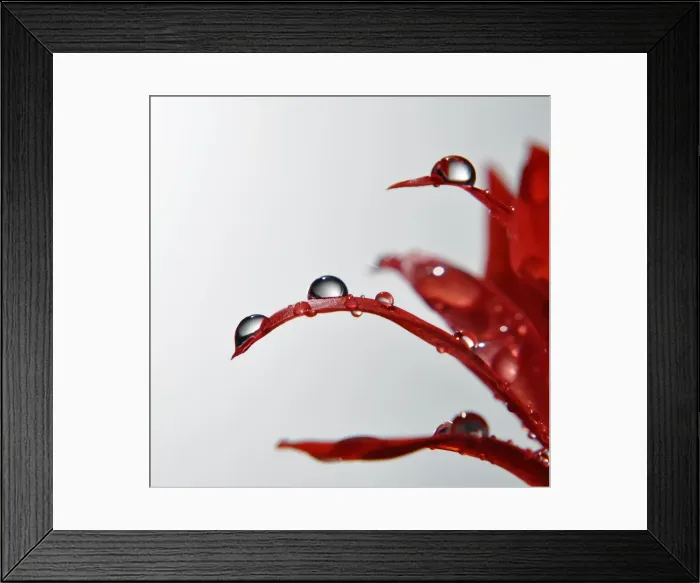 Framed Print : Waterdroplets on cactus petals Framed Print : Waterdroplets on cactus petals
