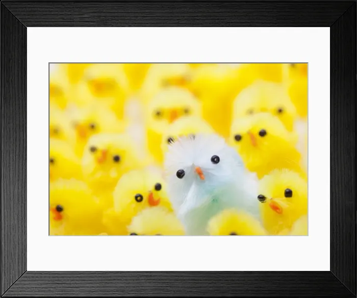 Framed Print : Easter Chicks Framed Print : Easter Chicks