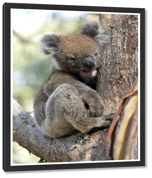 Yawning Koala