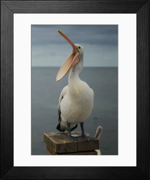 Framed Print : Wildlife. Australian Pelican, Kingscote Framed Print : Wildlife. Australian Pelican, Kingscote