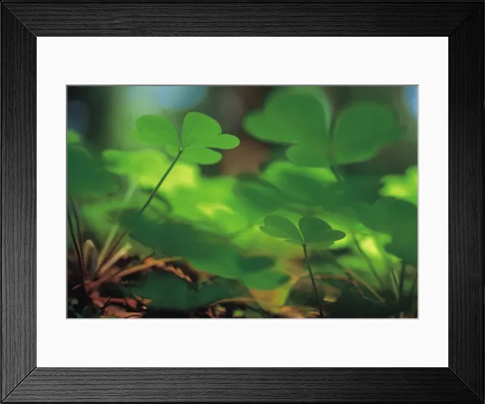 Framed Print : Low angle view of clover Framed Print : Low angle view of clover