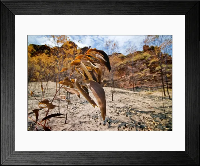 Framed Print : After the Bush Fire Kununurra WA