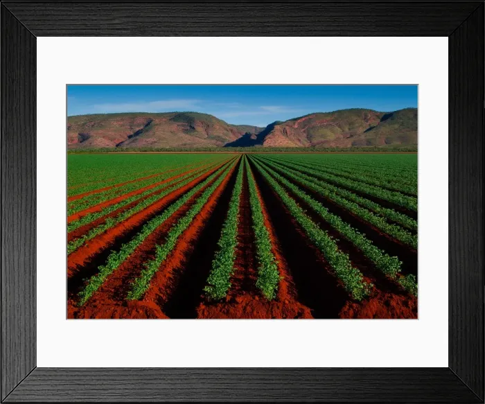 Framed Print : Field in Kununurra