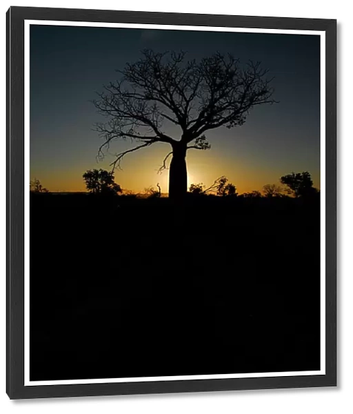 Boab Tree silhouetted against the setting kununurra sun