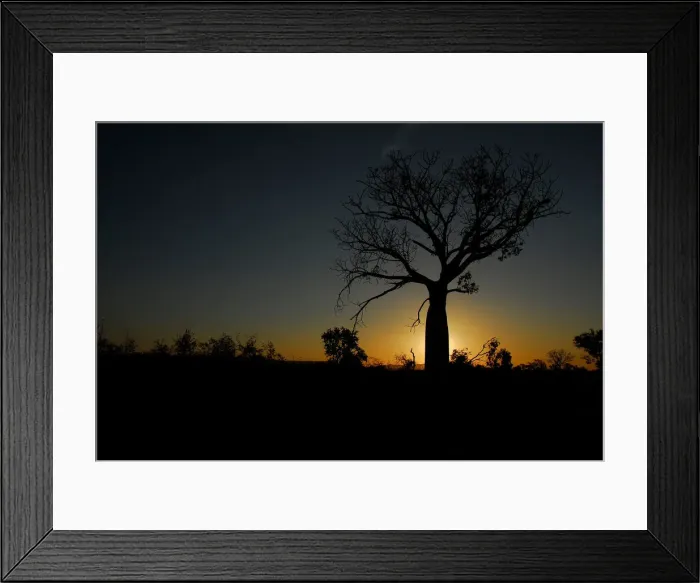 Framed Print : Boab at Sunset Framed Print : Boab at Sunset