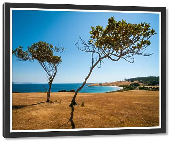 Lonely Trees on Maria Island
