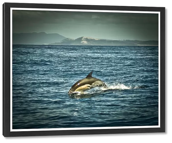 Dolphin seen near Maria Island, Tasmania