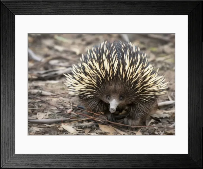 Framed Print : Echidna Framed Print : Echidna