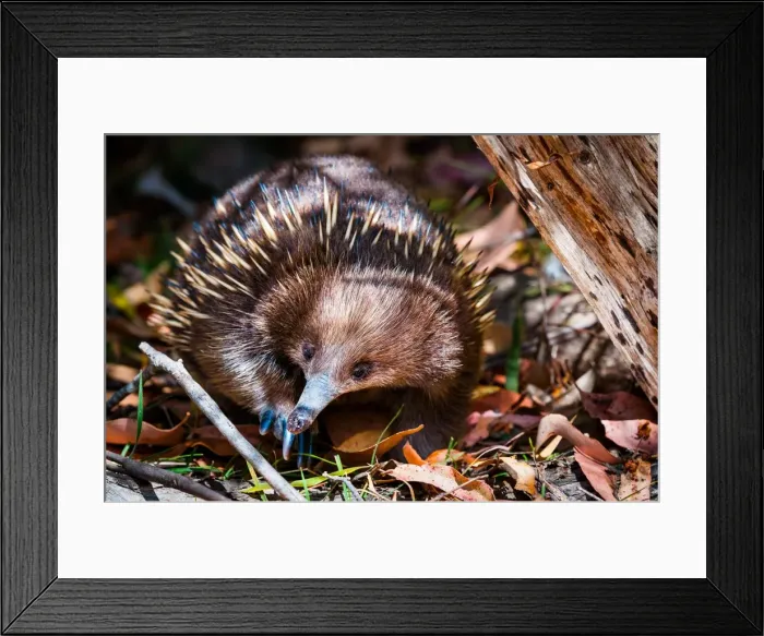 Framed Print : Short-beaked echidna (Tachyglossus aculeatus) Framed Print : Short-beaked echidna (Tachyglossus aculeatus)