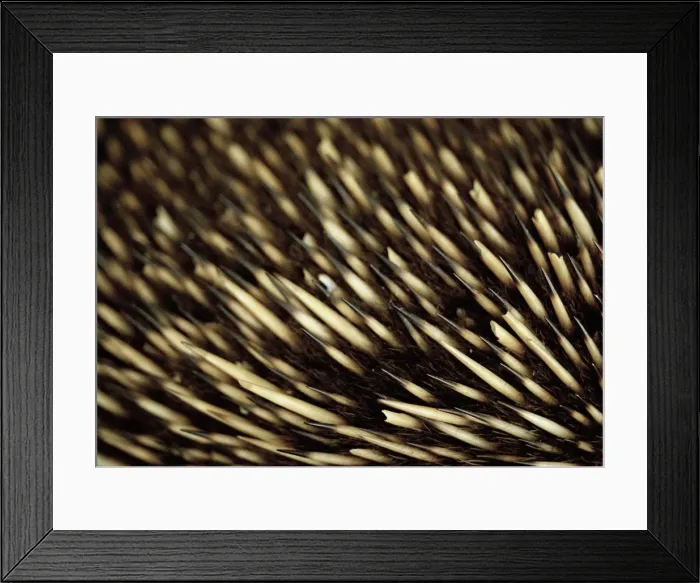 Framed Print : Close up of an echidnas bristles Framed Print : Close up of an echidnas bristles