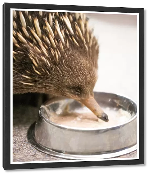 Echidnas, sometimes known as spiny anteaters, belong to the family Tachyglossidae