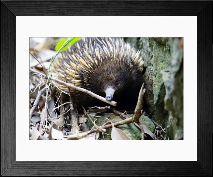 Framed Print : Echidna