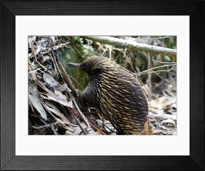 Framed Print : Echidna. Together with the platypus, Echidnas are the worlds only monotremes