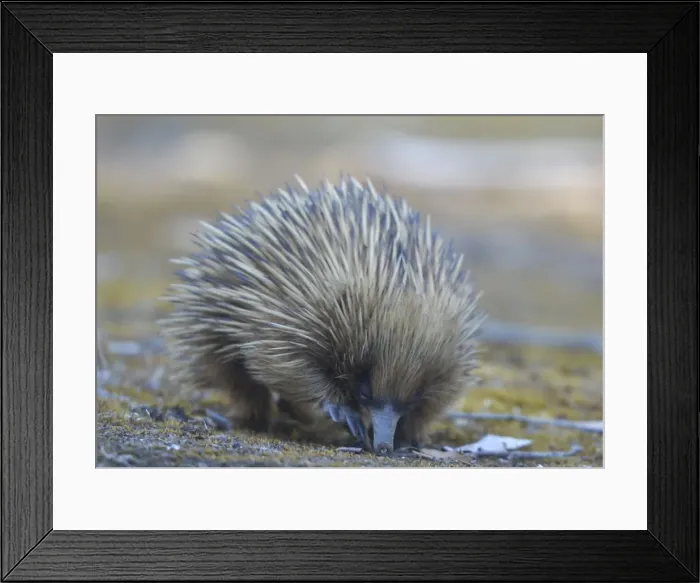 Framed Print : Echidna. The Short Beaked Echidna, (sometimes known as spiny anteaters) Framed Print : Echidna. The Short Beaked Echidna, (sometimes known as spiny anteaters)