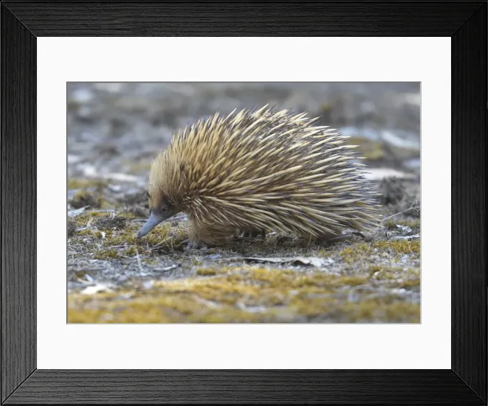 Framed Print : Echidna. The Short Beaked Echidna, (sometimes known as spiny anteaters) Framed Print : Echidna. The Short Beaked Echidna, (sometimes known as spiny anteaters)
