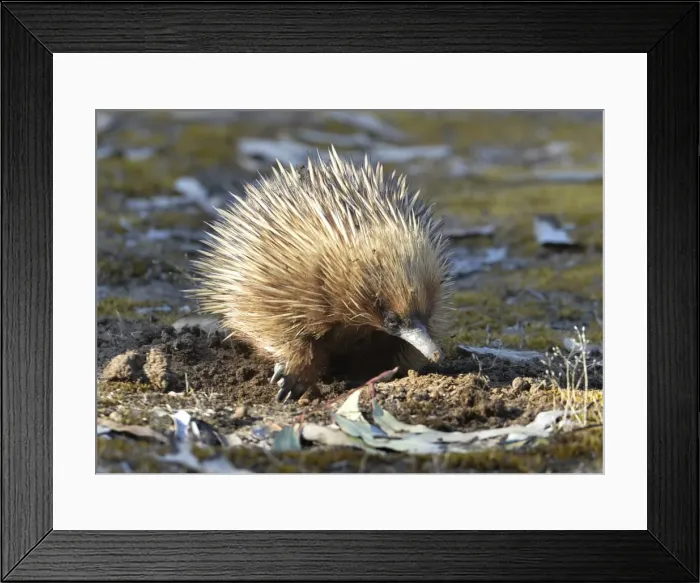 Framed Print : Echidna. The Short Beaked Echidna, (sometimes known as spiny anteaters) Framed Print : Echidna. The Short Beaked Echidna, (sometimes known as spiny anteaters)
