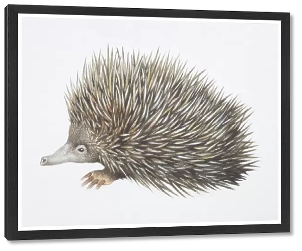 Tachyglossus aculeautus, Short-nosed Echidna, side view