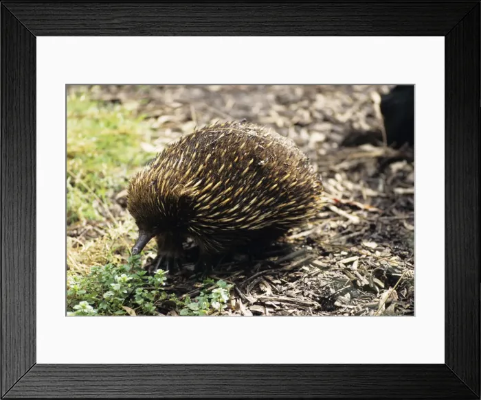 Framed Print : Short-beaked echidna (Tachyglossus aculeatus), Australia Framed Print : Short-beaked echidna (Tachyglossus aculeatus), Australia