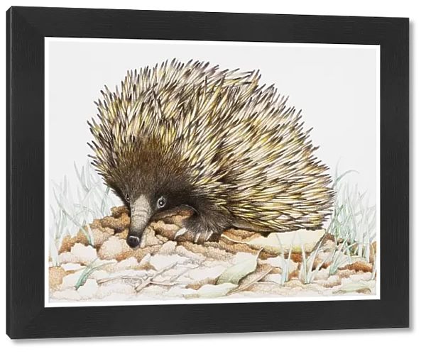 Echidna on leaves