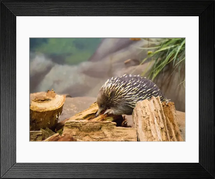 Framed Print : Echidnas, sometimes known as spiny anteaters, belong to the family Tachyglossidae Framed Print : Echidnas, sometimes known as spiny anteaters, belong to the family Tachyglossidae