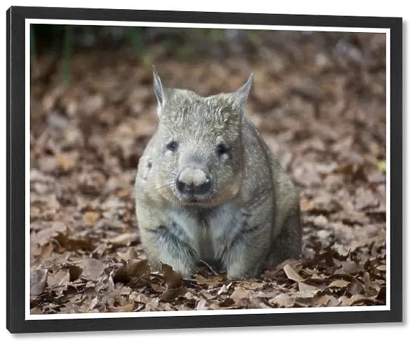 Common Wombat Australia Zoo